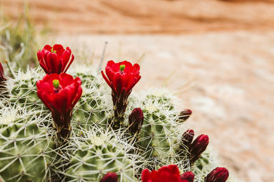 Side profile of a blooming claret cup cactus flower in the desert