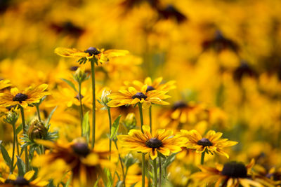 Close-up of yellow flowering plant