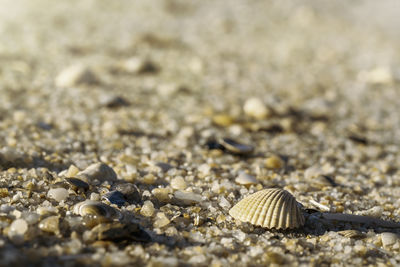 Close-up of seashell on beach