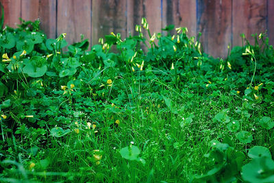 Plants growing in garden