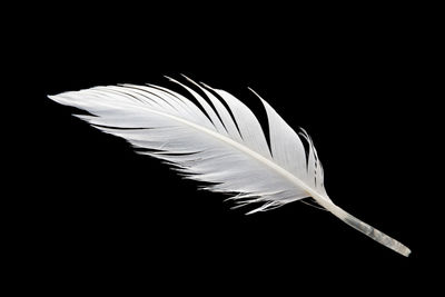 Close-up of feather against black background