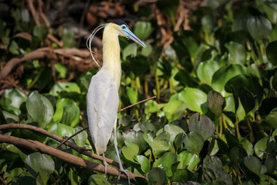 Close-up of bird perching on tree