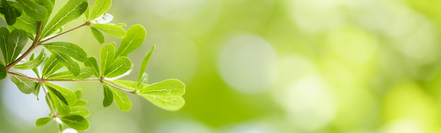 Close-up of leaves against blurred background