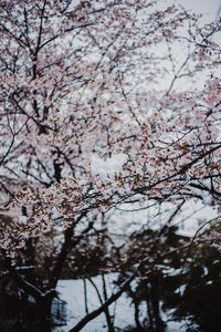 Low angle view of cherry blossoms against sky