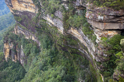 High angle view of trees on rocks