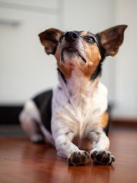 Dog lying on floor at home