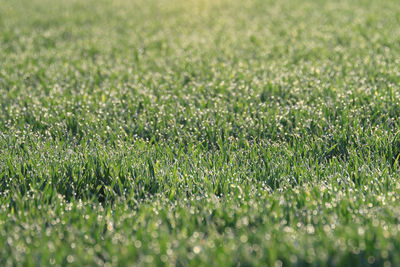 Full frame shot of grassy field