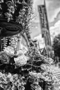 Close-up of rose bouquet