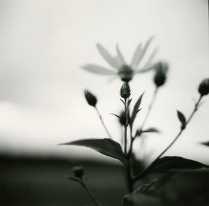 Close up of flowers