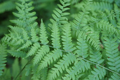 Full frame shot of green leaves