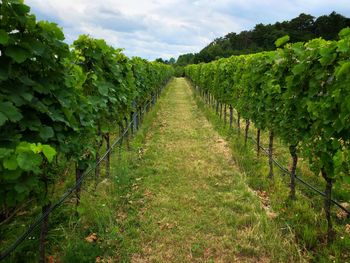 Scenic view of vineyard against sky