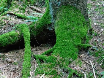 Moss growing on tree trunk