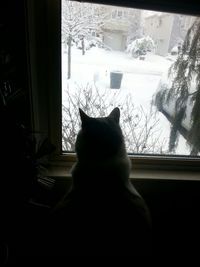 Cat looking through window