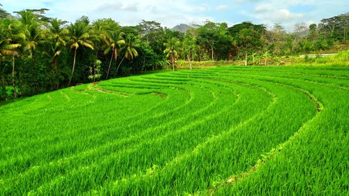 Scenic view of rice field