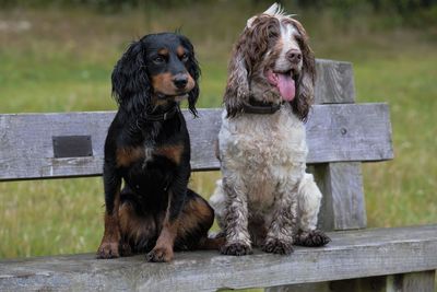 Dog sitting on bench