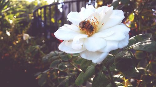 Close-up of white flower growing outdoors