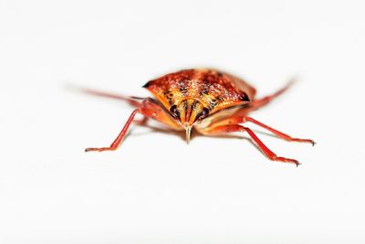 Close-up of insect over white background