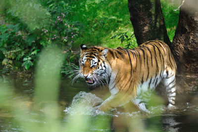 Portrait of tiger in forest
