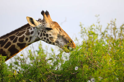 Massai-giraffe in tsavo east national park, kenya, africa