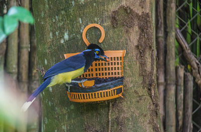 Bird perching on tree trunk