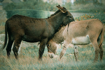 Horses in a field