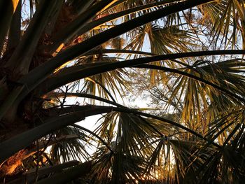 Low angle view of palm tree against sky