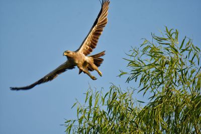 Low angle view of bird flying against sky