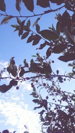 Low angle view of tree against sky