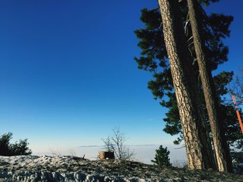 Low angle view of trees against clear blue sky