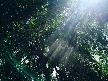 Low angle view of sunlight streaming through trees