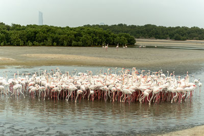 View of birds in lake