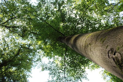 Low angle view of trees against sky