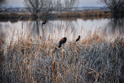 Ducks in a lake