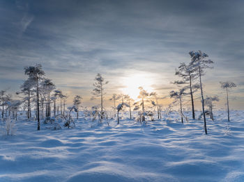 Sunset over a bog with small pines in winter