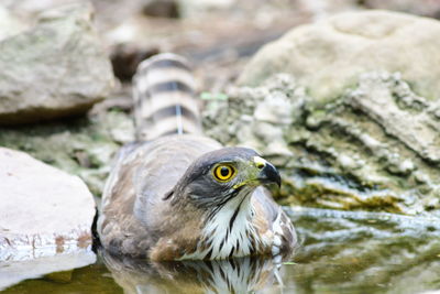 Close-up of bird perching on rock