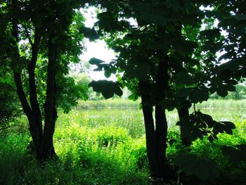 Trees growing in field