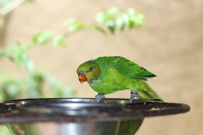 Close-up of bird perching on leaf