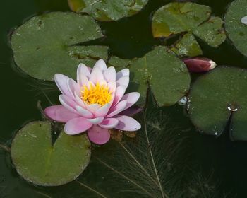 Close-up of lotus water lily in pond