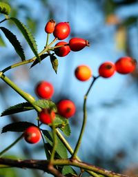 Close-up of red berries growing on tree