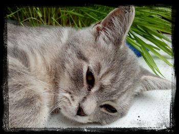 Close-up of cat resting
