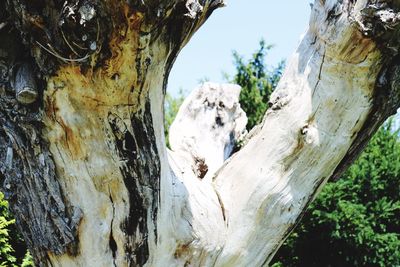 Close-up of tree trunk