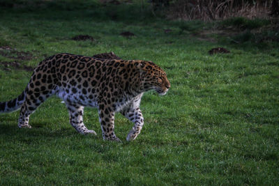 Tiger on field