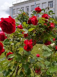 Red flowering plants against building