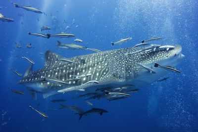 Fishes swimming in sea