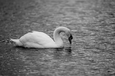 Swan swimming in lake