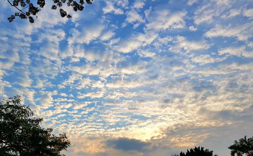 Low angle view of tree against sky during sunset