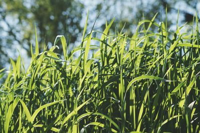 Close-up of grass growing at farm