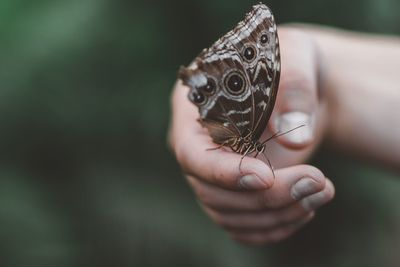 Close-up of hand holding butterfly