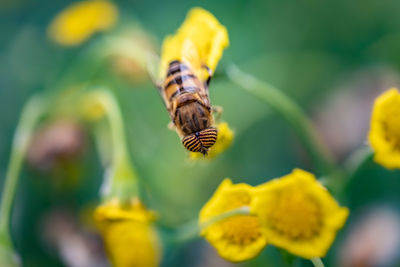 Close-up of bee pollinating on yellow flower