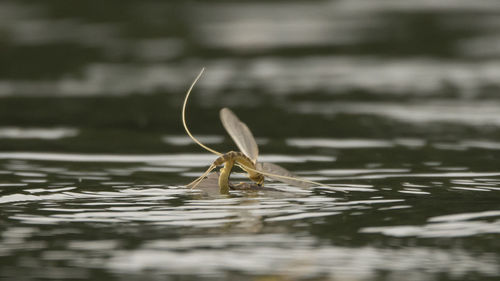 Insects mating on water